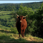 gite cantal nature