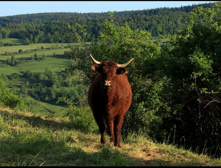 gite cantal nature