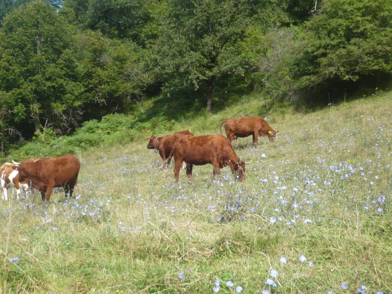 gite cantal nature