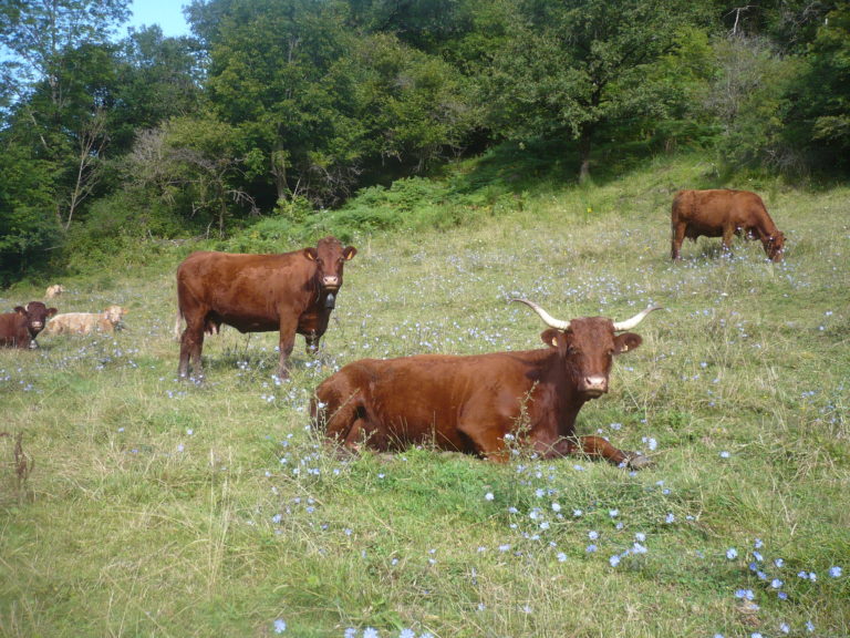 gite cantal