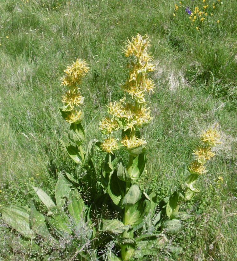 gite nature cantal