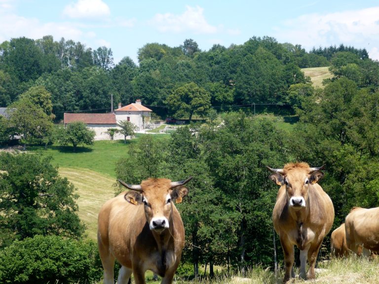 gîte Cantal